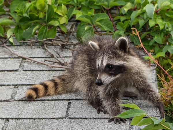 Montgomery Wildlife Removal