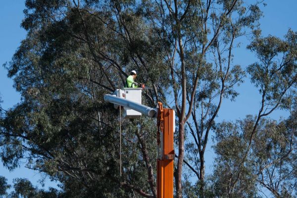 Montgomery Tree Trimming