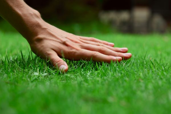 Montgomery Lawn Treatment